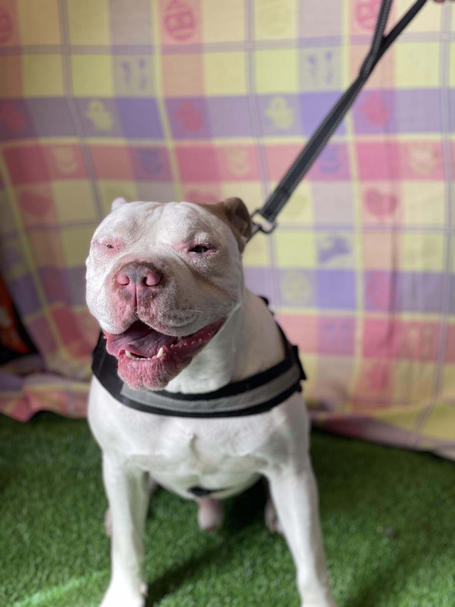 Dog for adoption Kaiser, a Boxer Mix in Wichita Falls, TX Petfinder