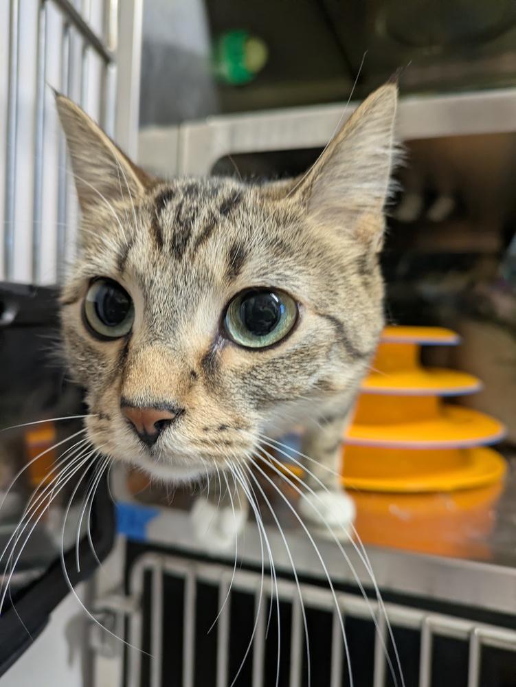 Willow 2, Adoptable, Young Female Domestic Short Hair.