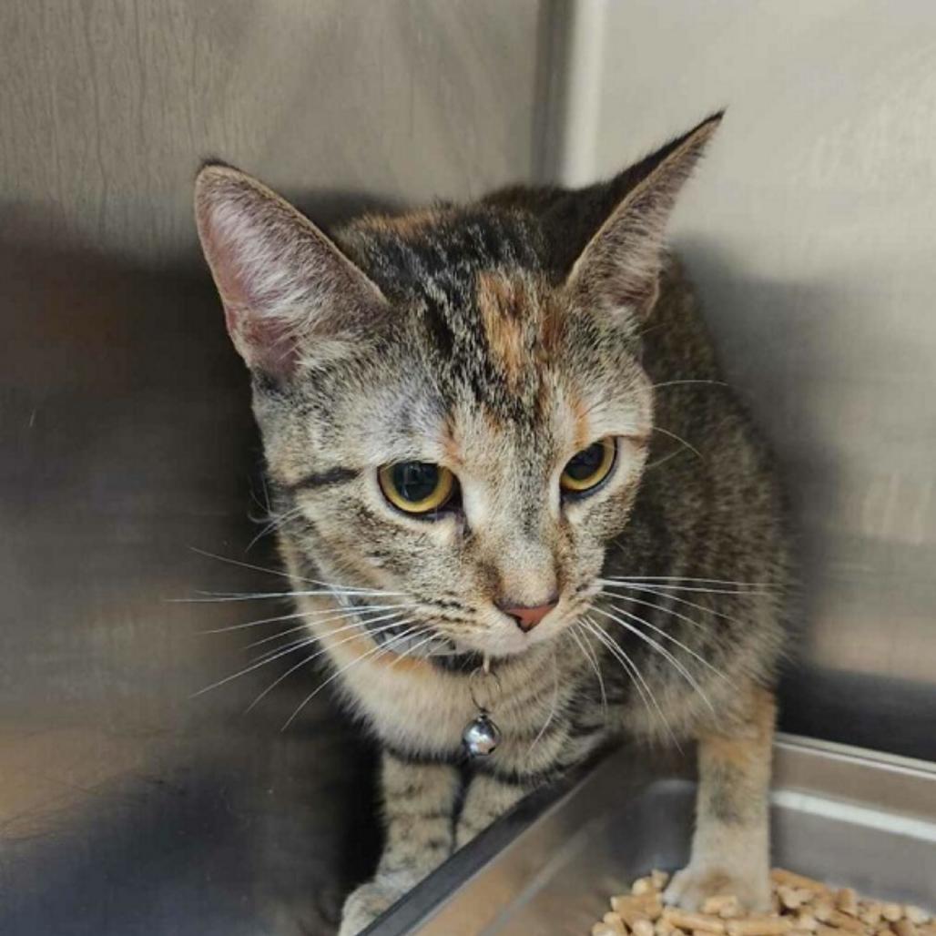 Sweet Onion Chicken Teriyaki Subway Sandwich, Adoptable, Adult Female Domestic Short Hair.