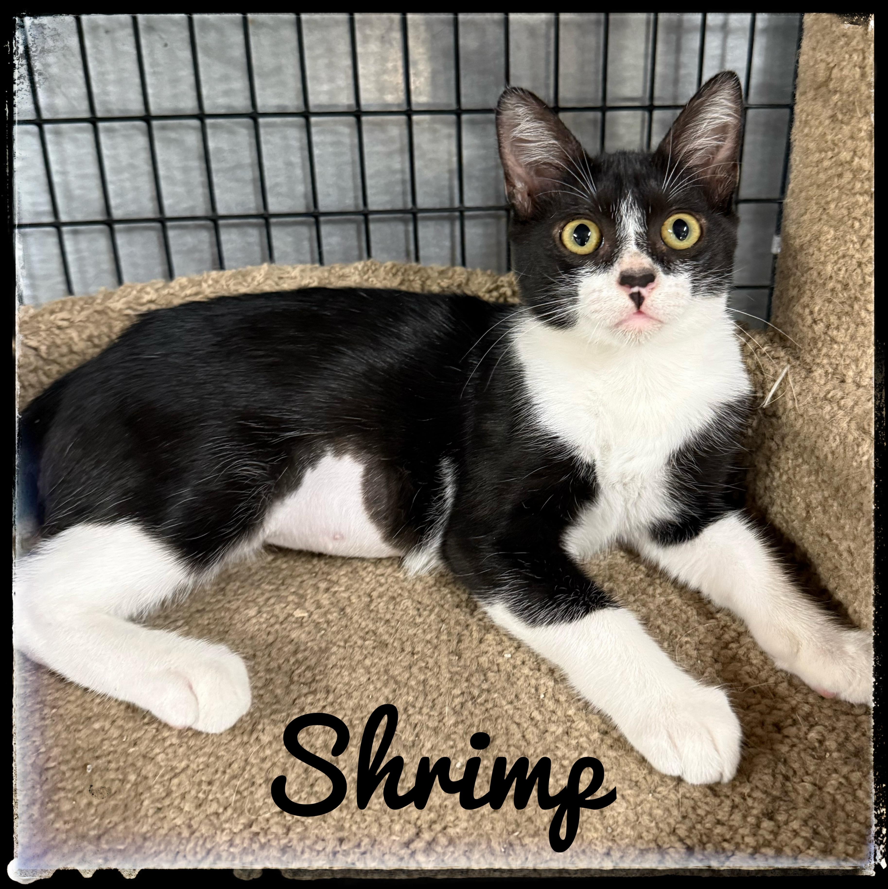Shrimp, Adoptable, Kitten Female Domestic Short Hair.