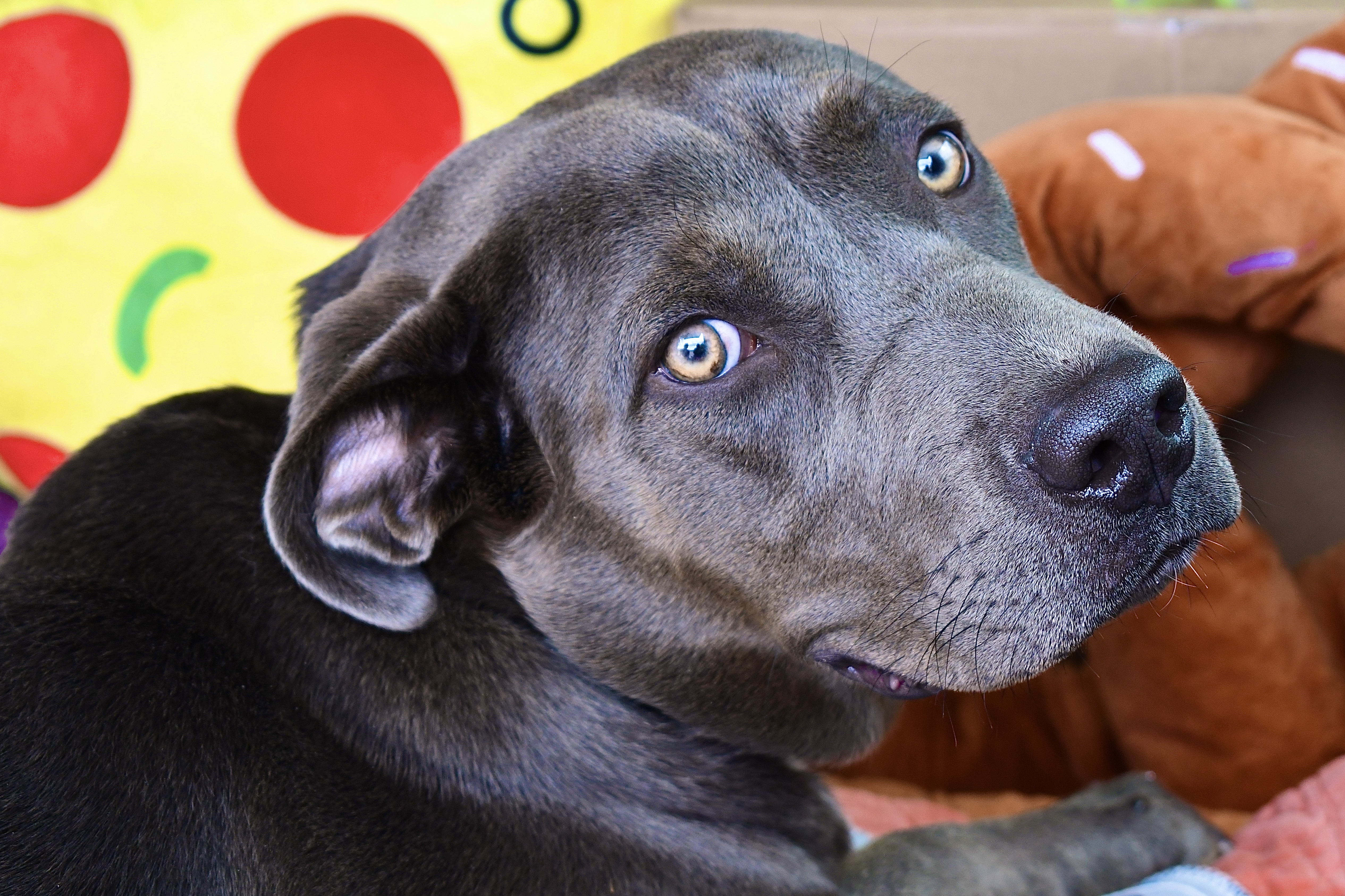 whiskerswayaz@gmail.com, a Adopted Mixed Breed in Clarkdale, AZ image 1/3