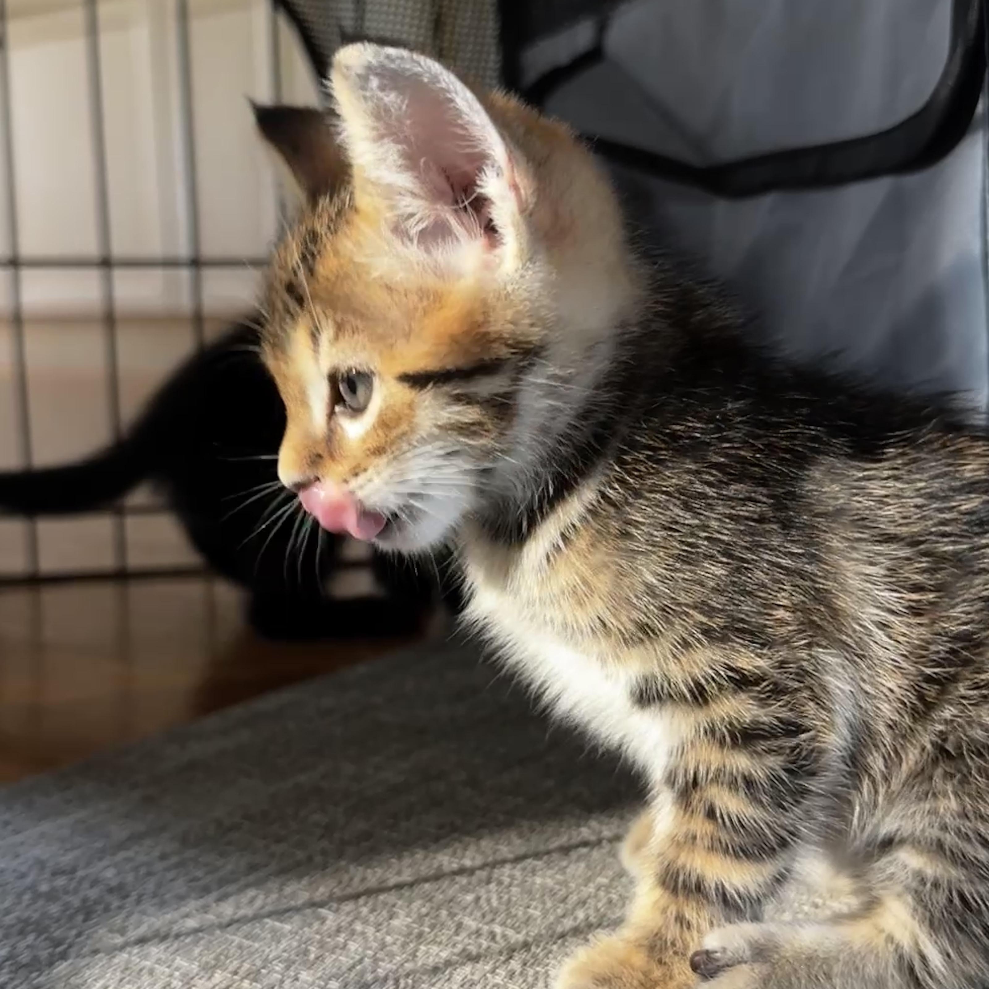 Toodles, an adopted Tabby in Dallas, TX image 2/2