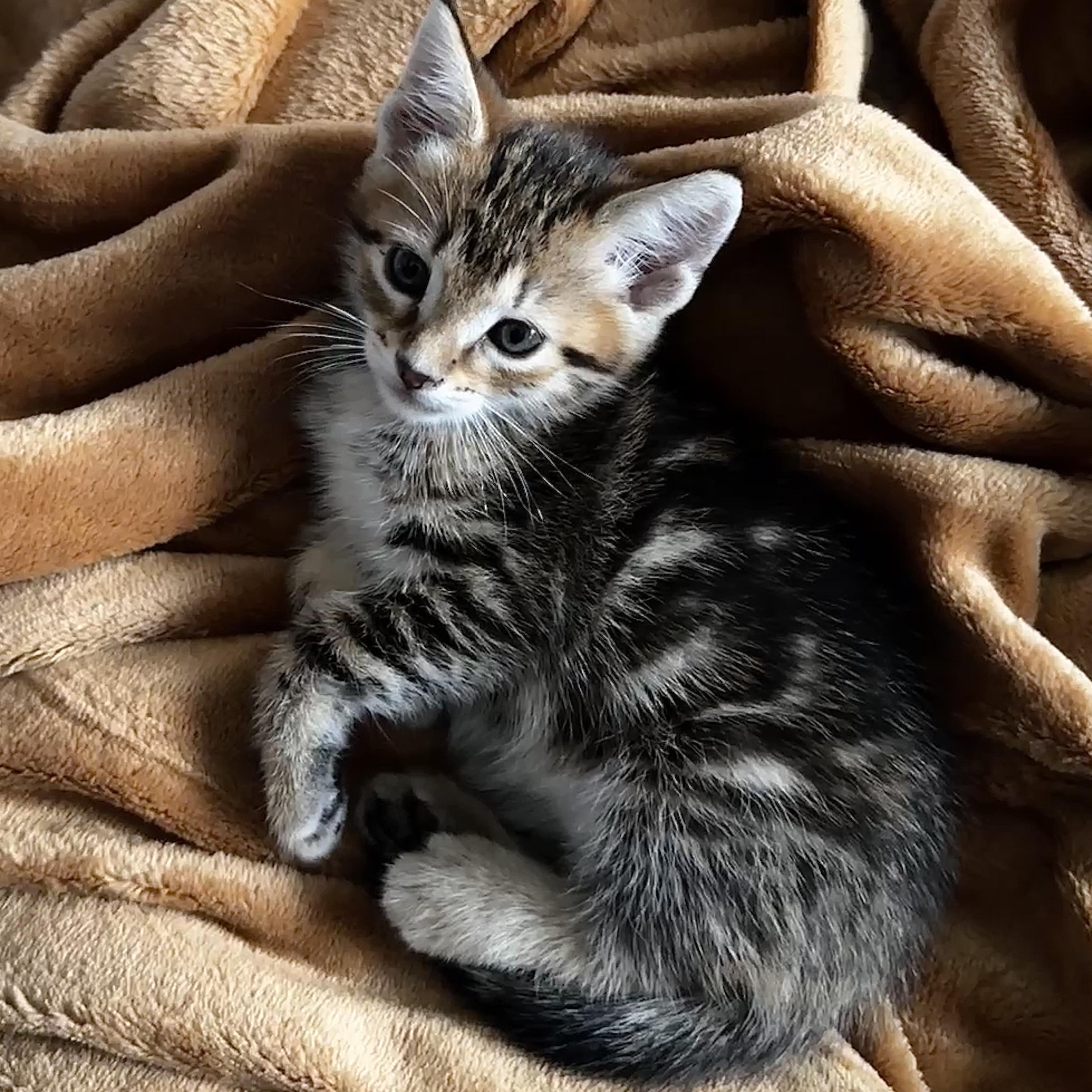 Toodles, adopted, Kitten Female Tabby.