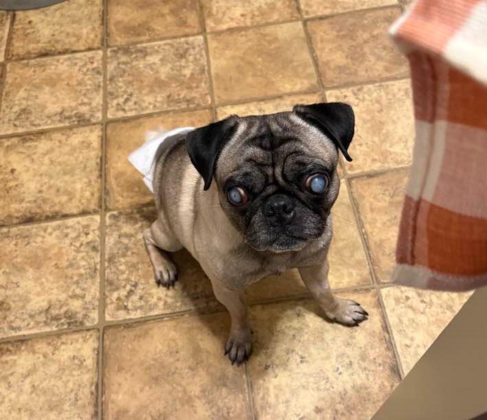 Enlarge Pugsley, a Adoptable Pug in Huntington, NY image 3/5