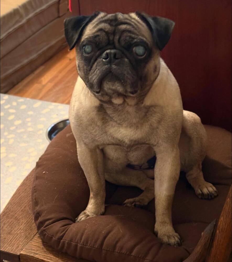 Enlarge Pugsley, a Adoptable Pug in Huntington, NY image 5/5