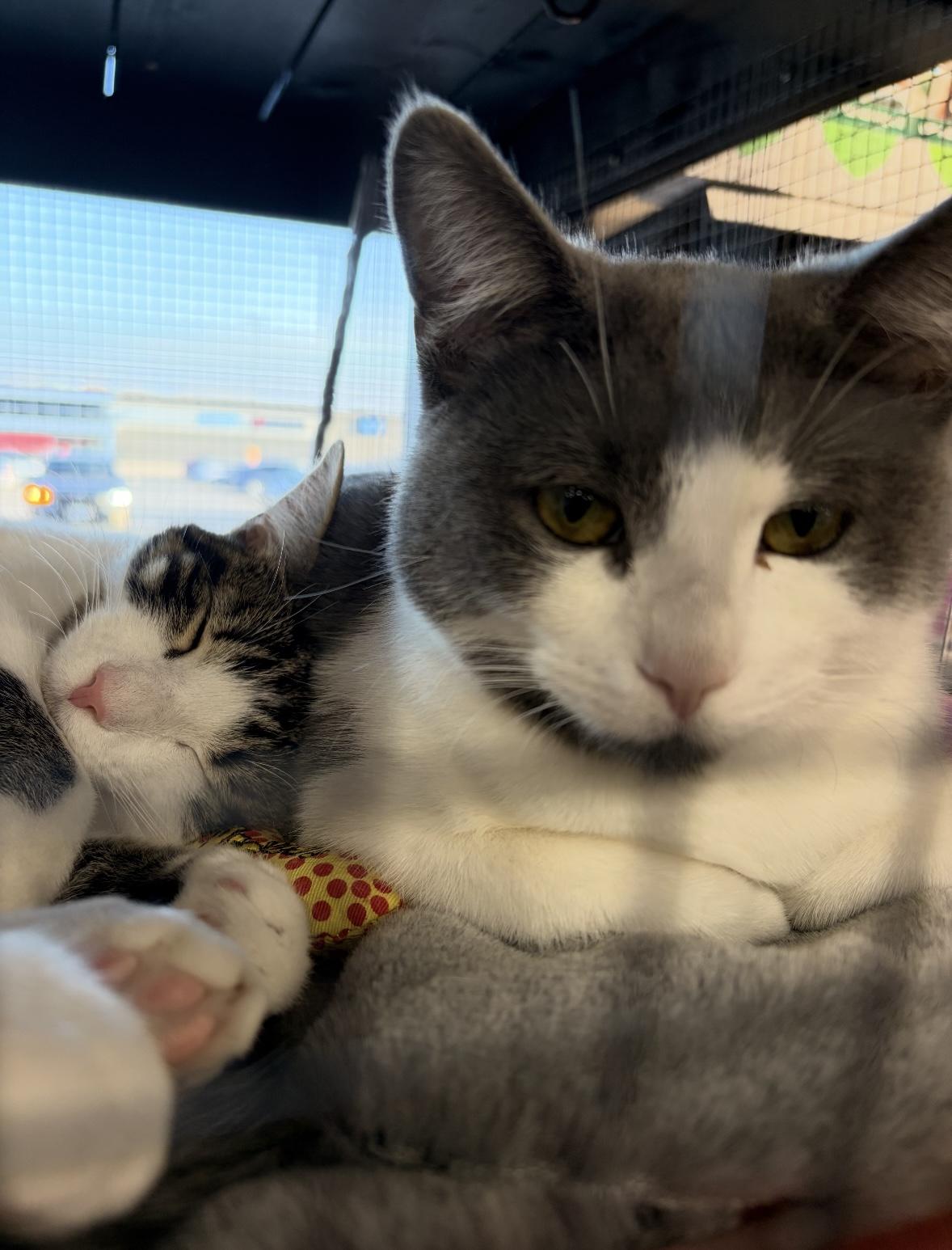 Enlarge Cherry and Blossom - Pet Valu Clarkson, a ADOPTABLE Domestic Short Hair in Mississauga, ON image 1/6