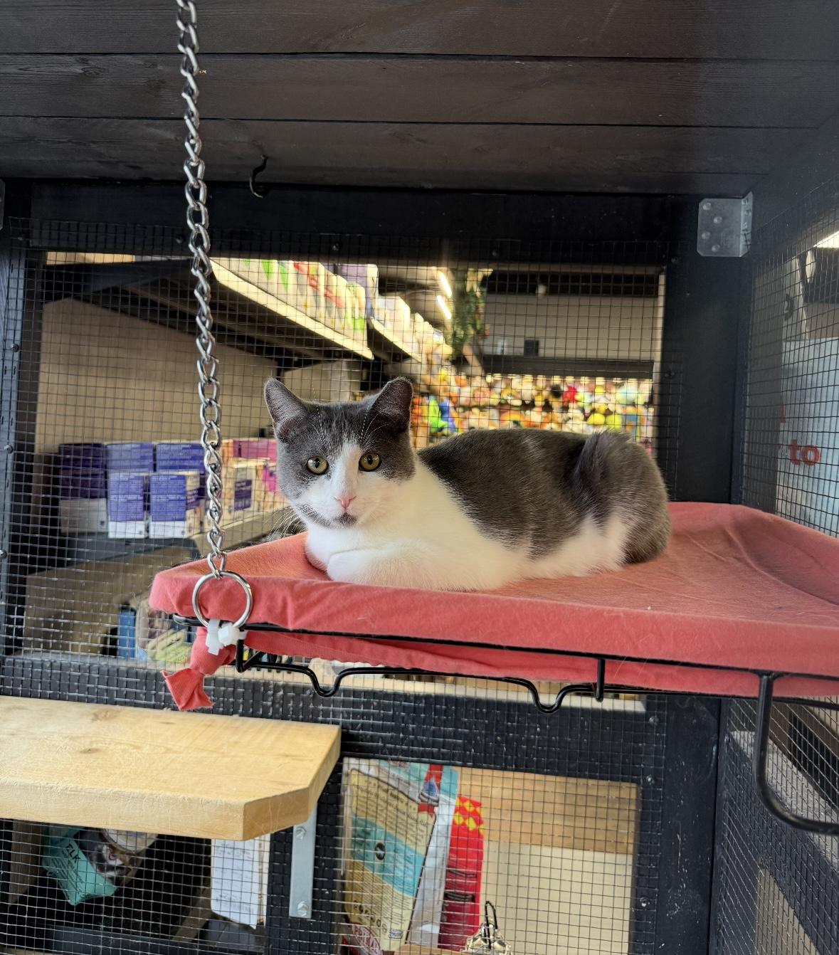 Enlarge Cherry and Blossom - Pet Valu Clarkson, a ADOPTABLE Domestic Short Hair in Mississauga, ON image 2/6