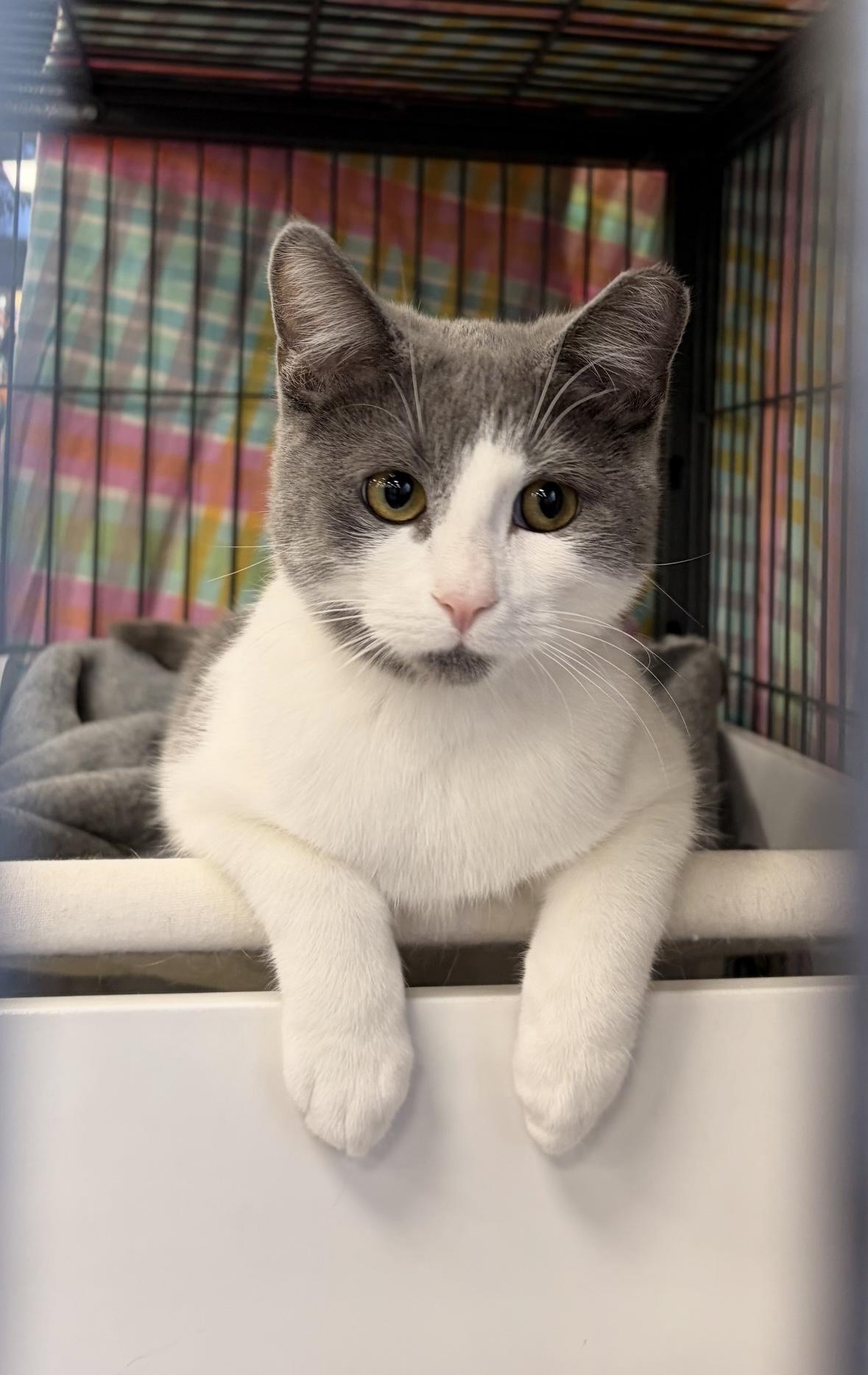Enlarge Cherry and Blossom - Pet Valu Clarkson, a ADOPTABLE Domestic Short Hair in Mississauga, ON image 3/6