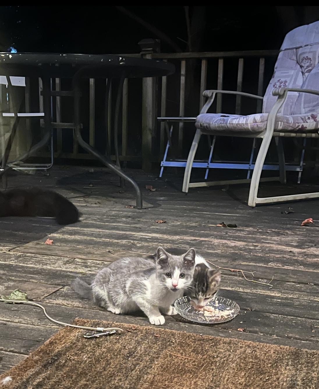 Enlarge Cherry and Blossom - Pet Valu Clarkson, a ADOPTABLE Domestic Short Hair in Mississauga, ON image 4/6