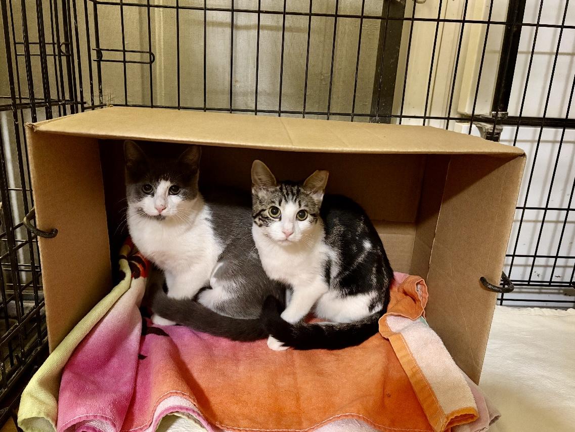 Enlarge Cherry and Blossom - Pet Valu Clarkson, a ADOPTABLE Domestic Short Hair in Mississauga, ON image 5/6