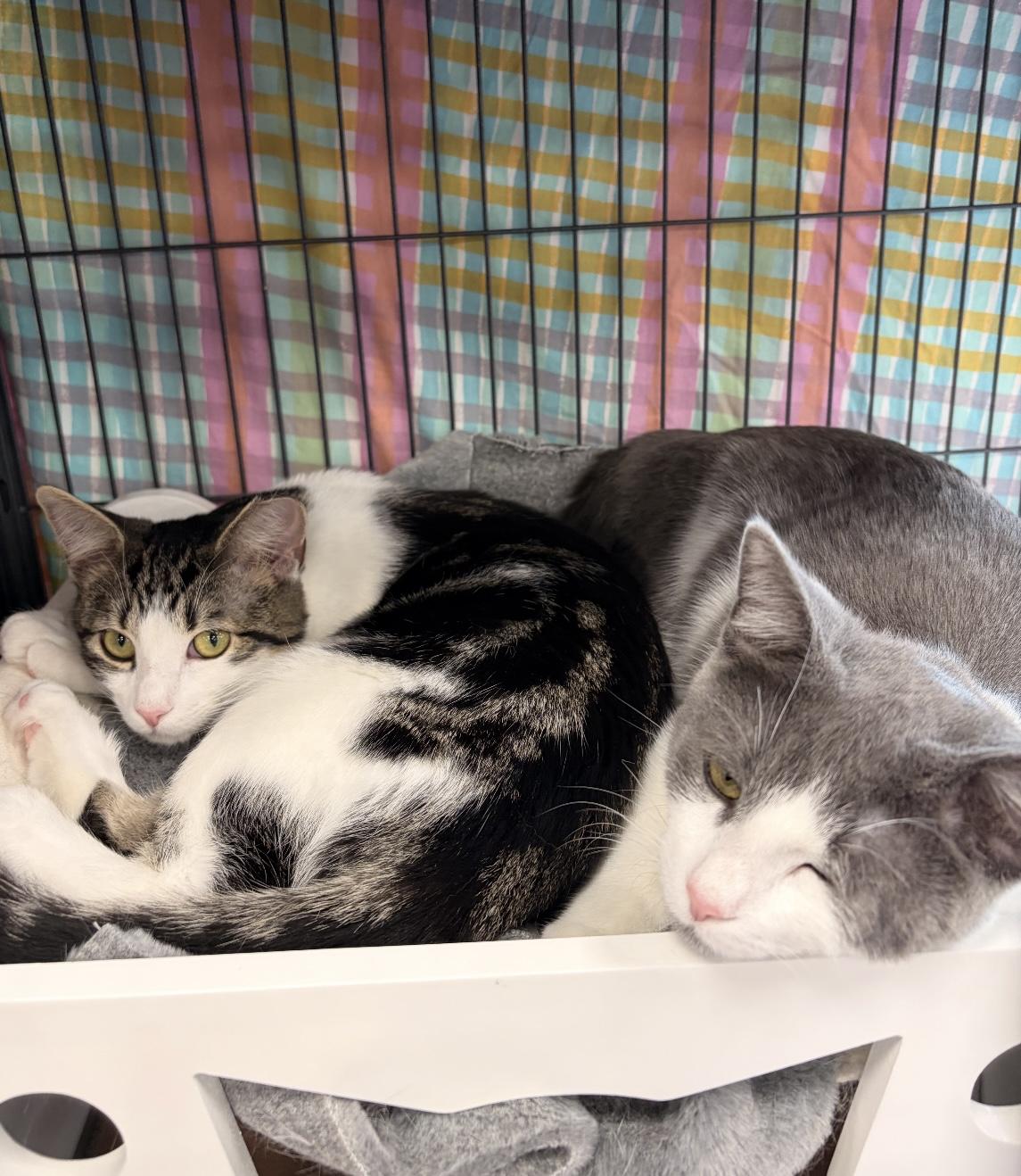 Enlarge Cherry and Blossom - Pet Valu Clarkson, a ADOPTABLE Domestic Short Hair in Mississauga, ON image 6/6