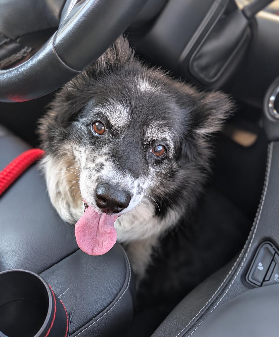 Enlarge Lassie, a Adoptable mixed breed in Minneapolis, MN image 2/6