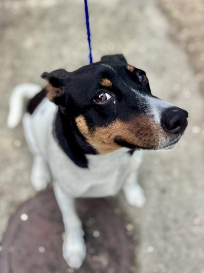 Burrito, Adoptable, Adult Male Terrier & Mixed Breed.