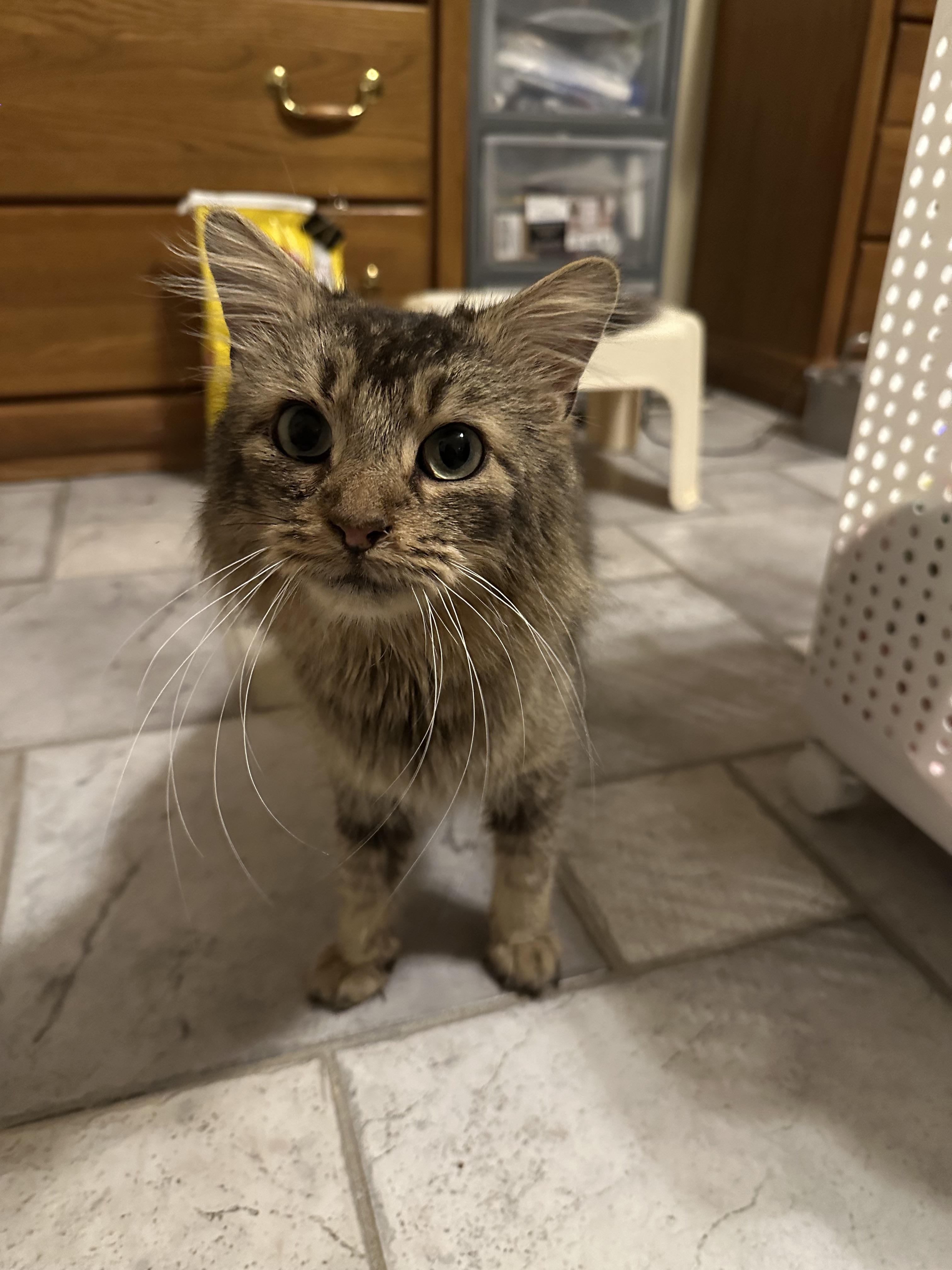 Enlarge Tuli, an adopted Domestic Medium Hair in Tuttle, OK image 3/3