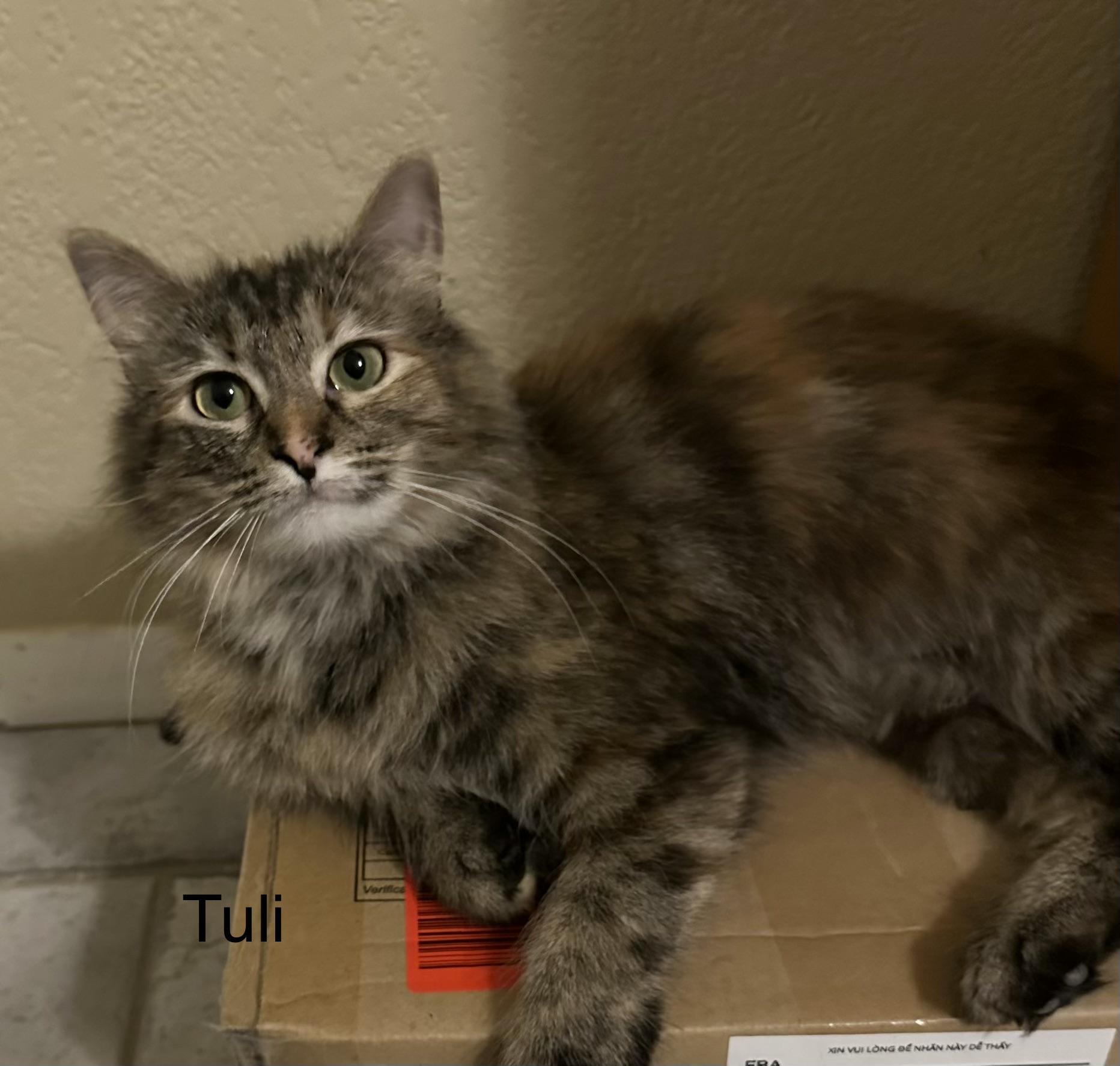 Enlarge Tuli, an adopted Domestic Medium Hair in Tuttle, OK image 1/3