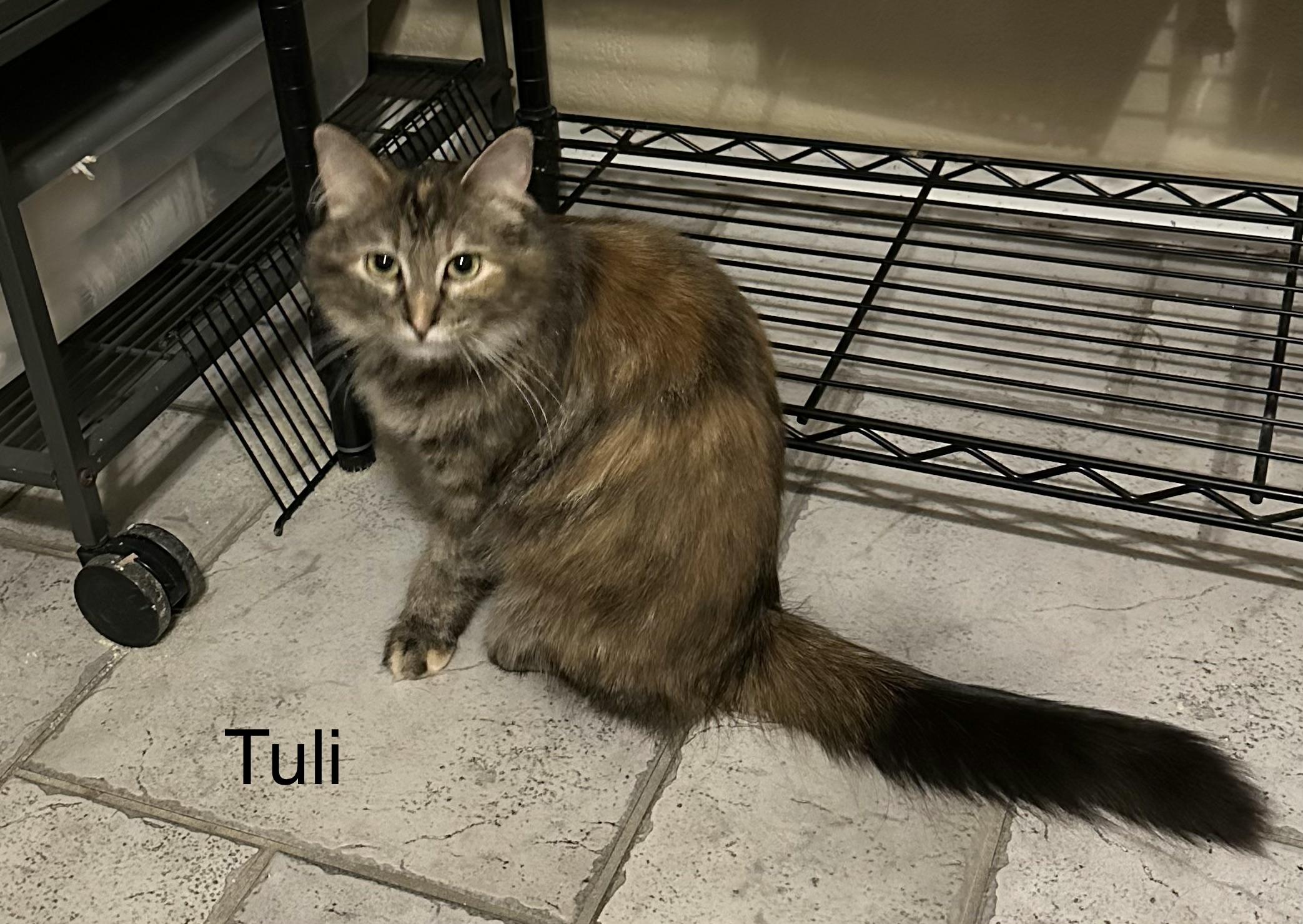 Enlarge Tuli, an adopted Domestic Medium Hair in Tuttle, OK image 2/3