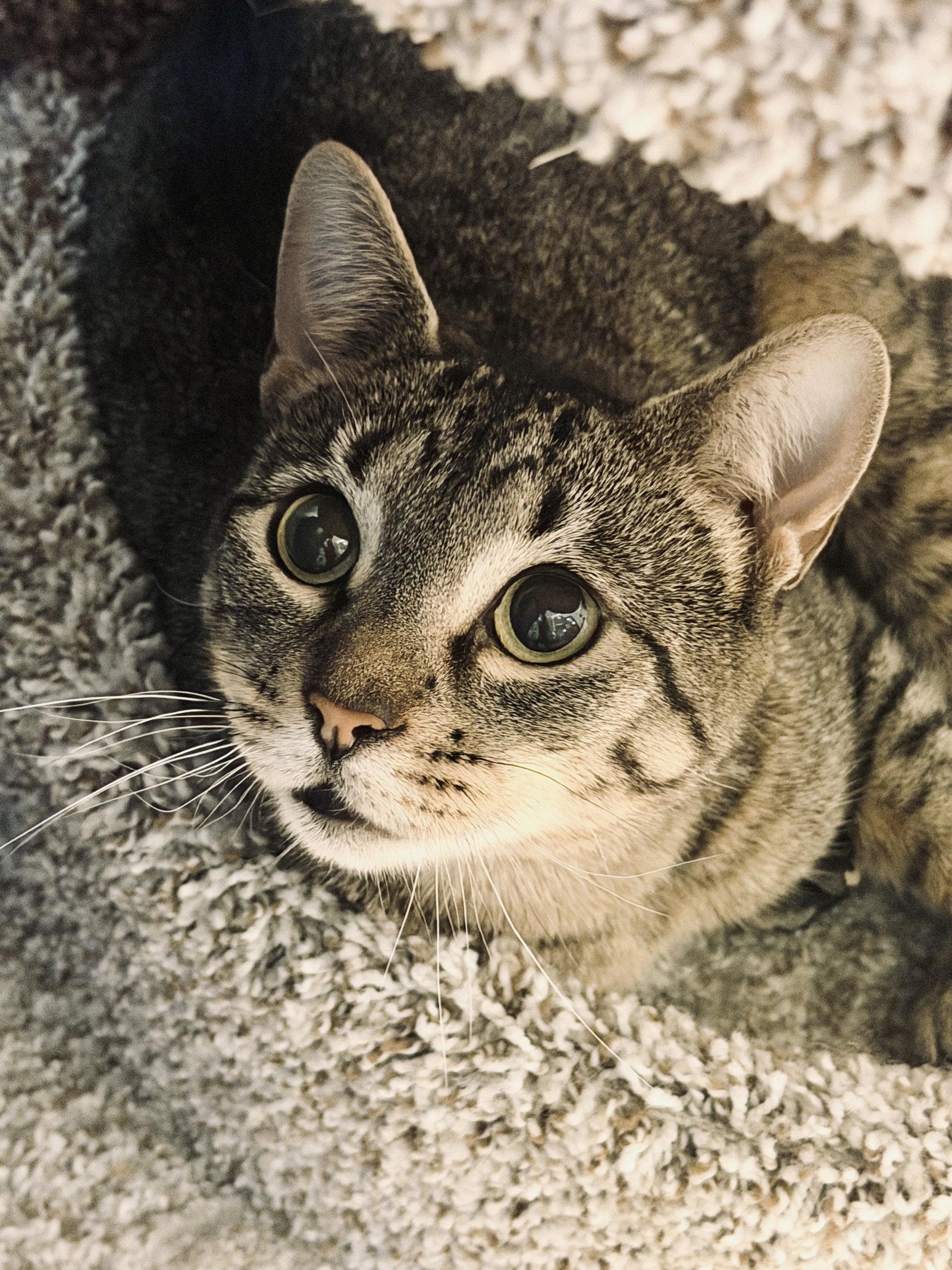 Enlarge Mamma Mia - FOSTER ME!, a Adoptable Domestic Short Hair in Herndon, VA image 1/3