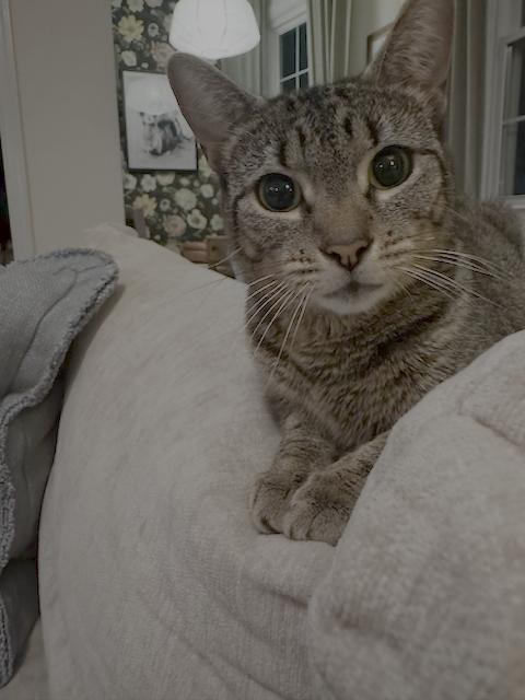 Enlarge Mamma Mia - FOSTER ME!, a Adoptable Domestic Short Hair in Herndon, VA image 2/3