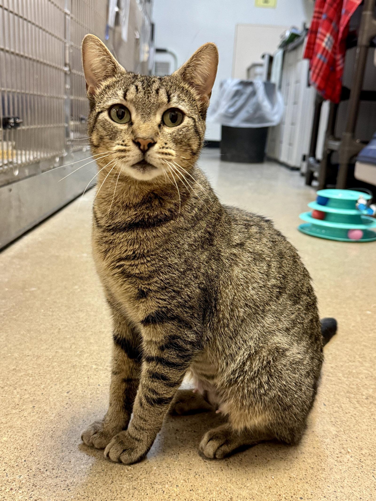 Enlarge Mamma Mia - FOSTER ME!, a Adoptable Domestic Short Hair in Herndon, VA image 3/3