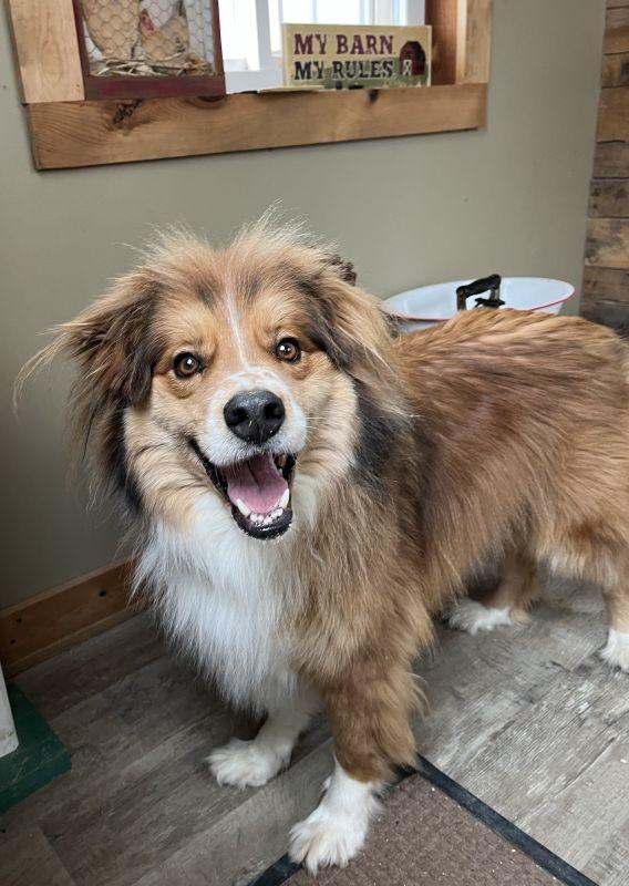 Cody, Adoptable, Adult Male Australian Shepherd.