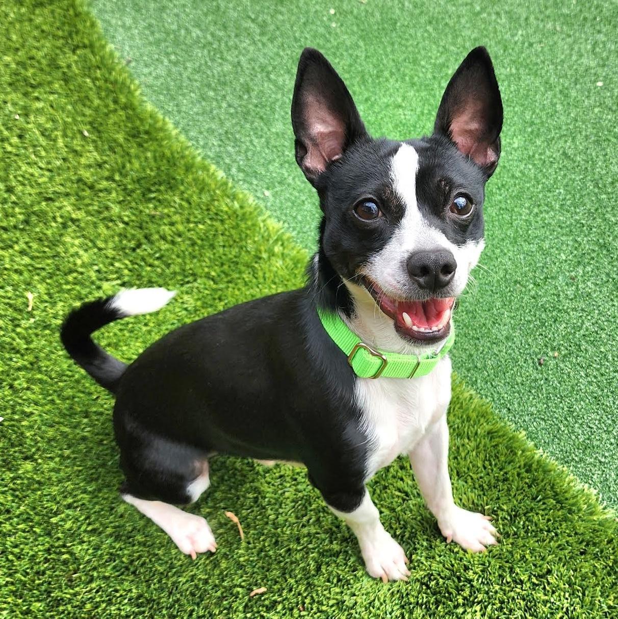 Kittle, ADOPTABLE, Young Male Chihuahua.