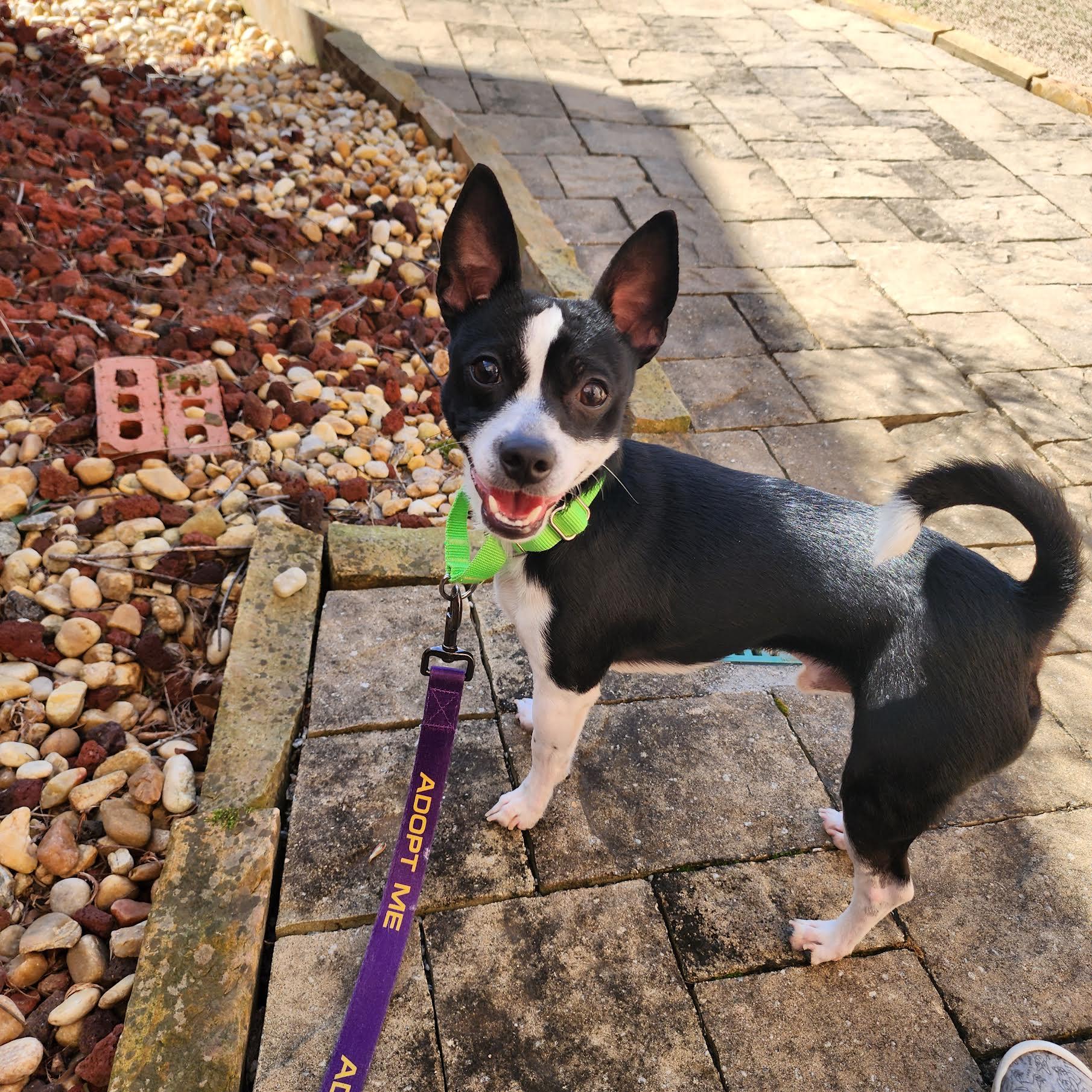 Kittle, a ADOPTABLE mixed breed in Cumming, GA image 6/6