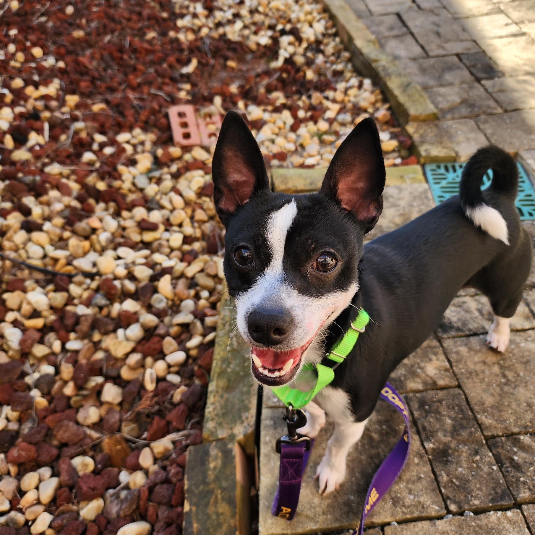 Kittle, a ADOPTABLE mixed breed in Cumming, GA image 3/6