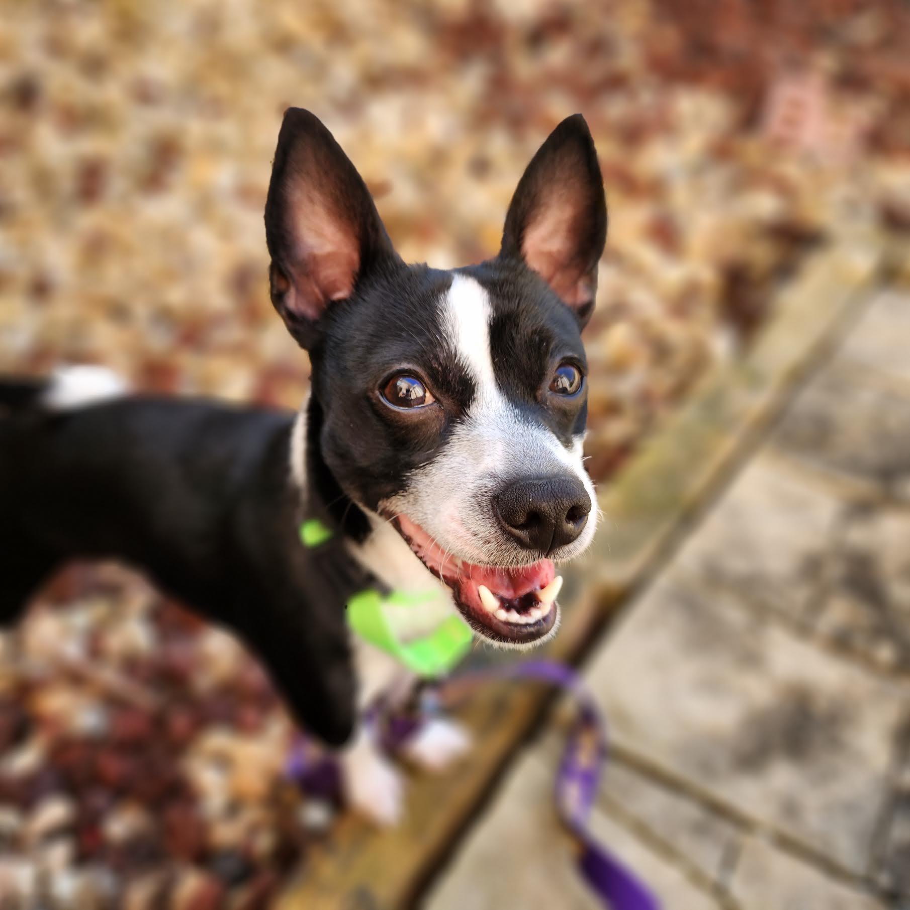 Kittle, a ADOPTABLE mixed breed in Cumming, GA image 2/6