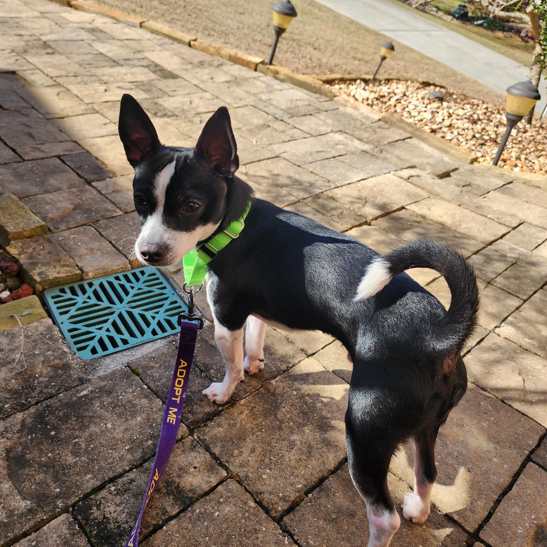 Kittle, a ADOPTABLE mixed breed in Cumming, GA image 4/6