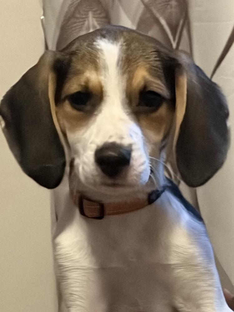 Bruno, Adoptable, Puppy Male Beagle & Hound.