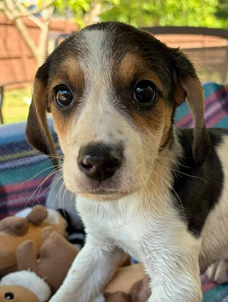 Enlarge Bruno, a Adoptable mixed breed in Louisa, VA image 3/6
