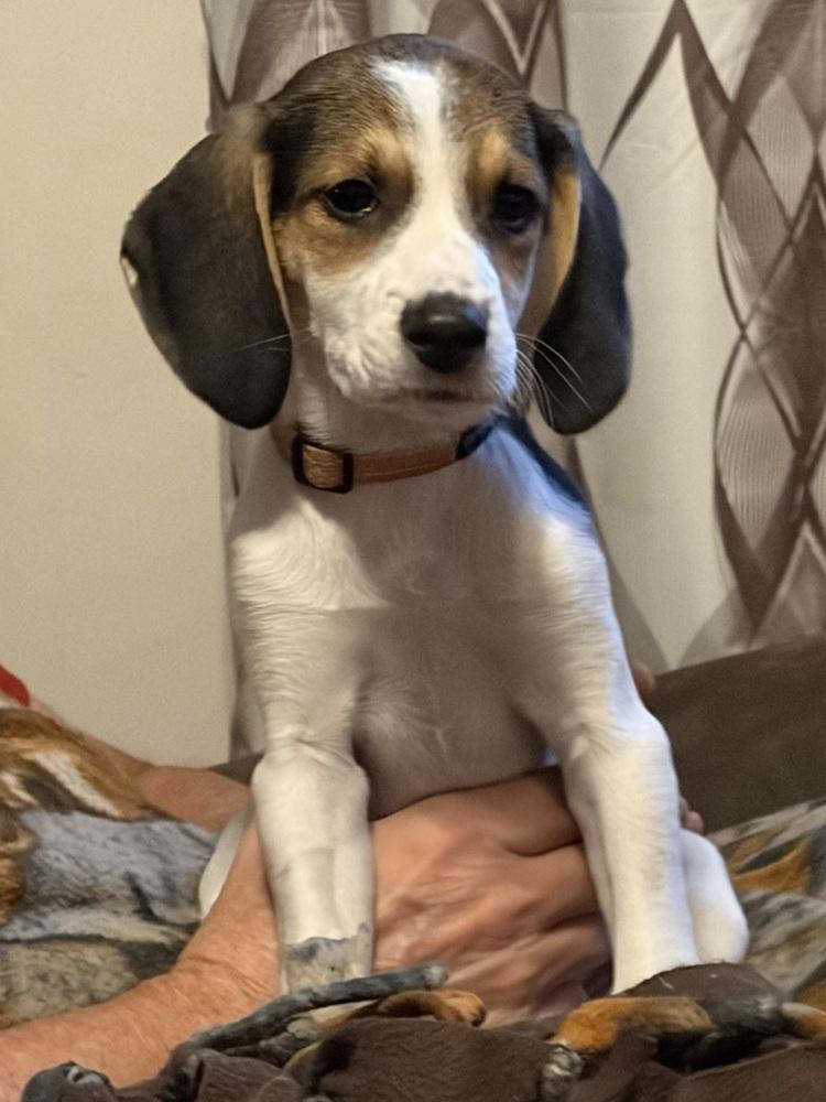 Enlarge Bruno, a Adoptable mixed breed in Louisa, VA image 5/6