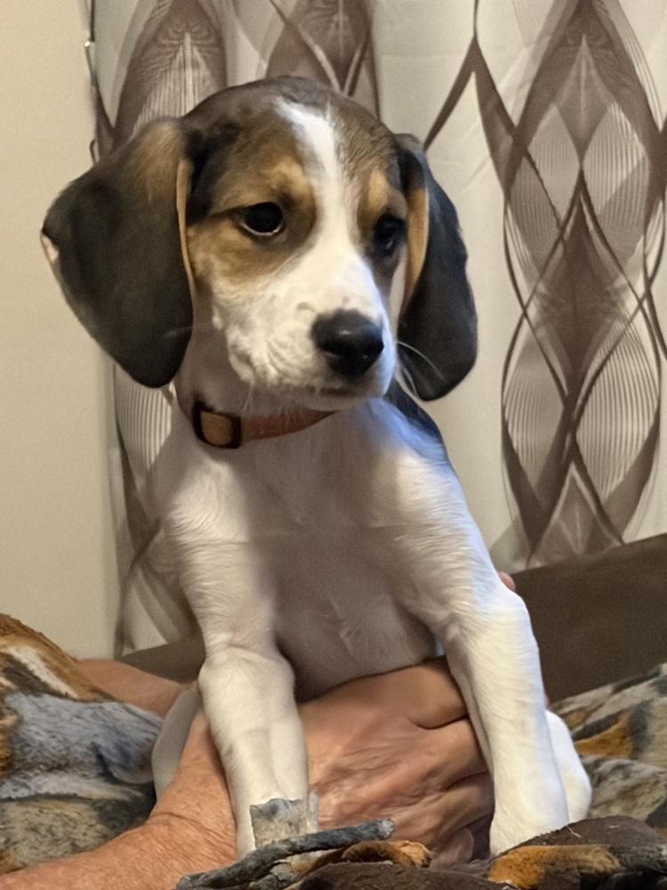Enlarge Bruno, a Adoptable mixed breed in Louisa, VA image 6/6