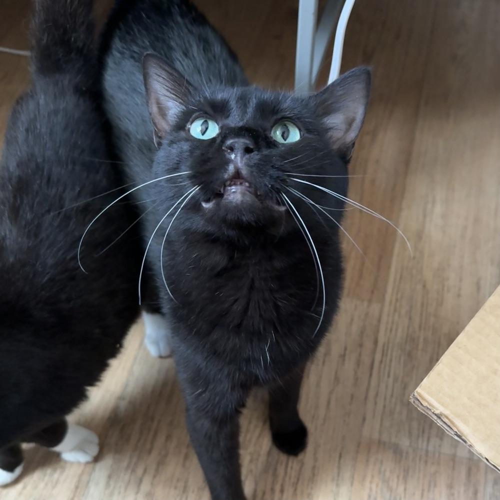 Enlarge Smokey, a Adoptable Domestic Short Hair in Panama City Beach, FL image 1/2