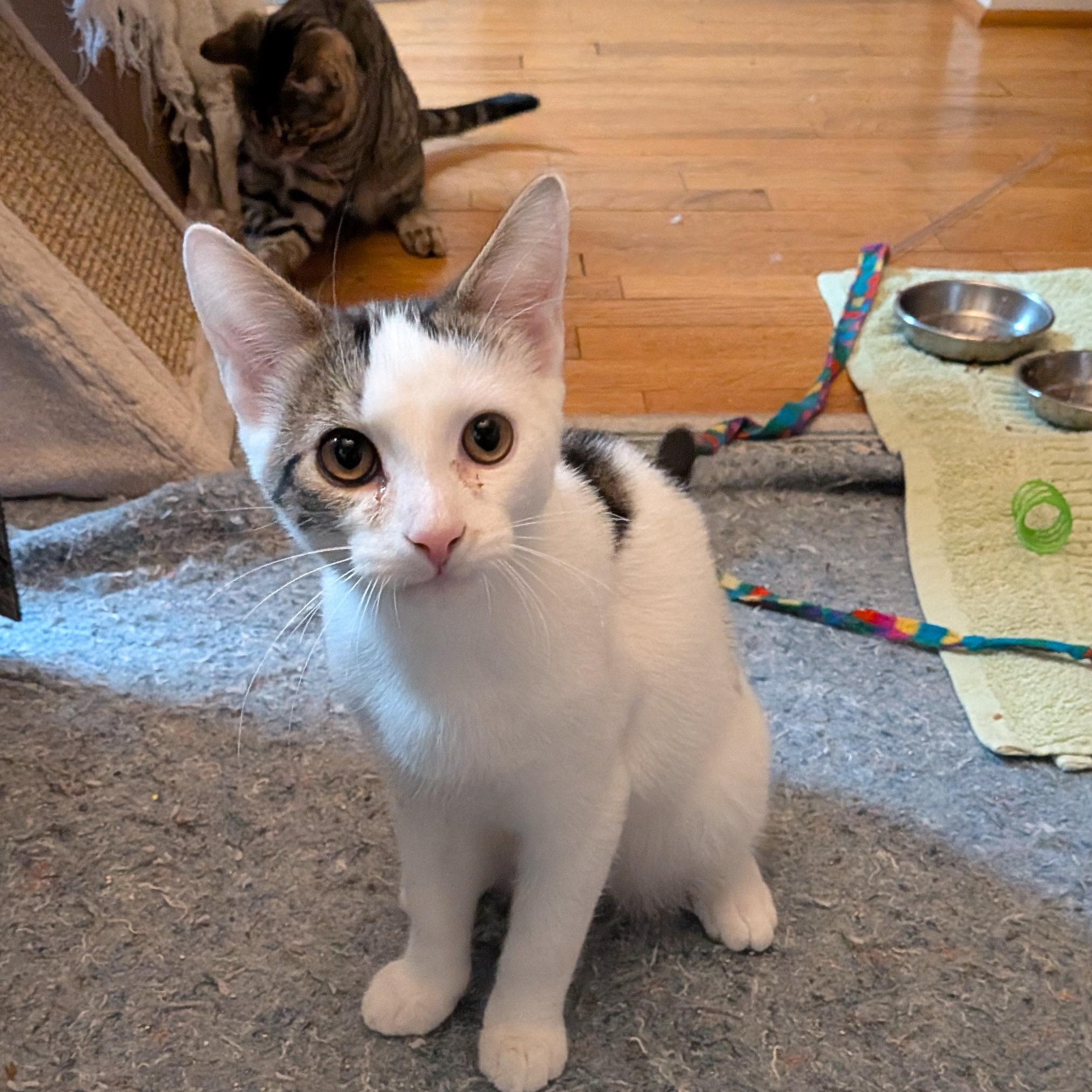 Enlarge Lancelot & Guinevere (bonded pair), a Adoptable Domestic Short Hair in Alexandria, VA image 4/6