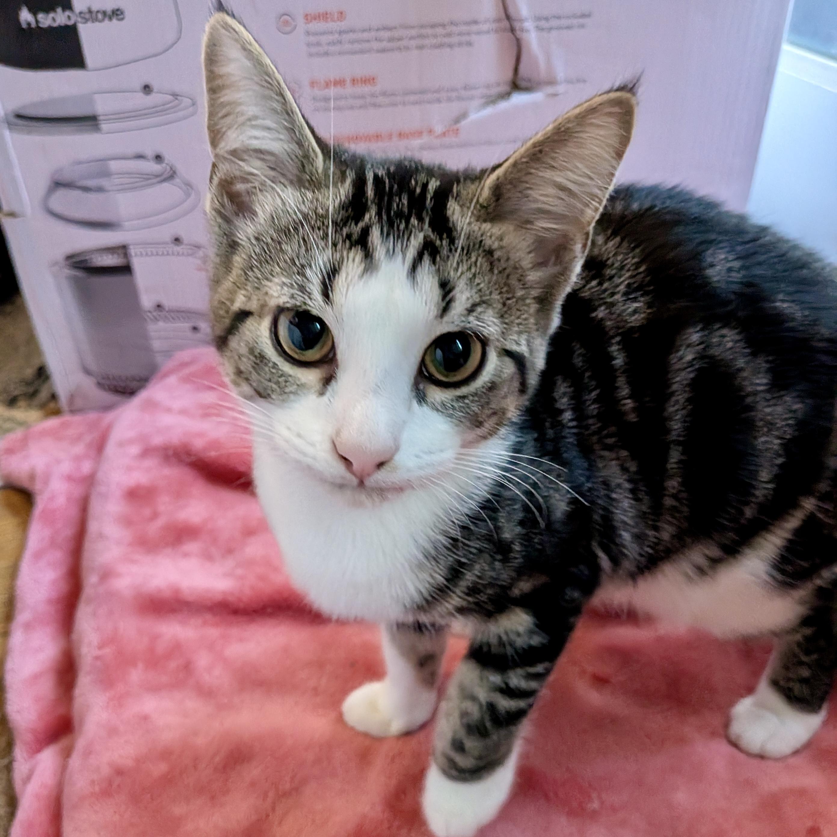 Enlarge Lancelot & Guinevere (bonded pair), a Adoptable Domestic Short Hair in Alexandria, VA image 3/6