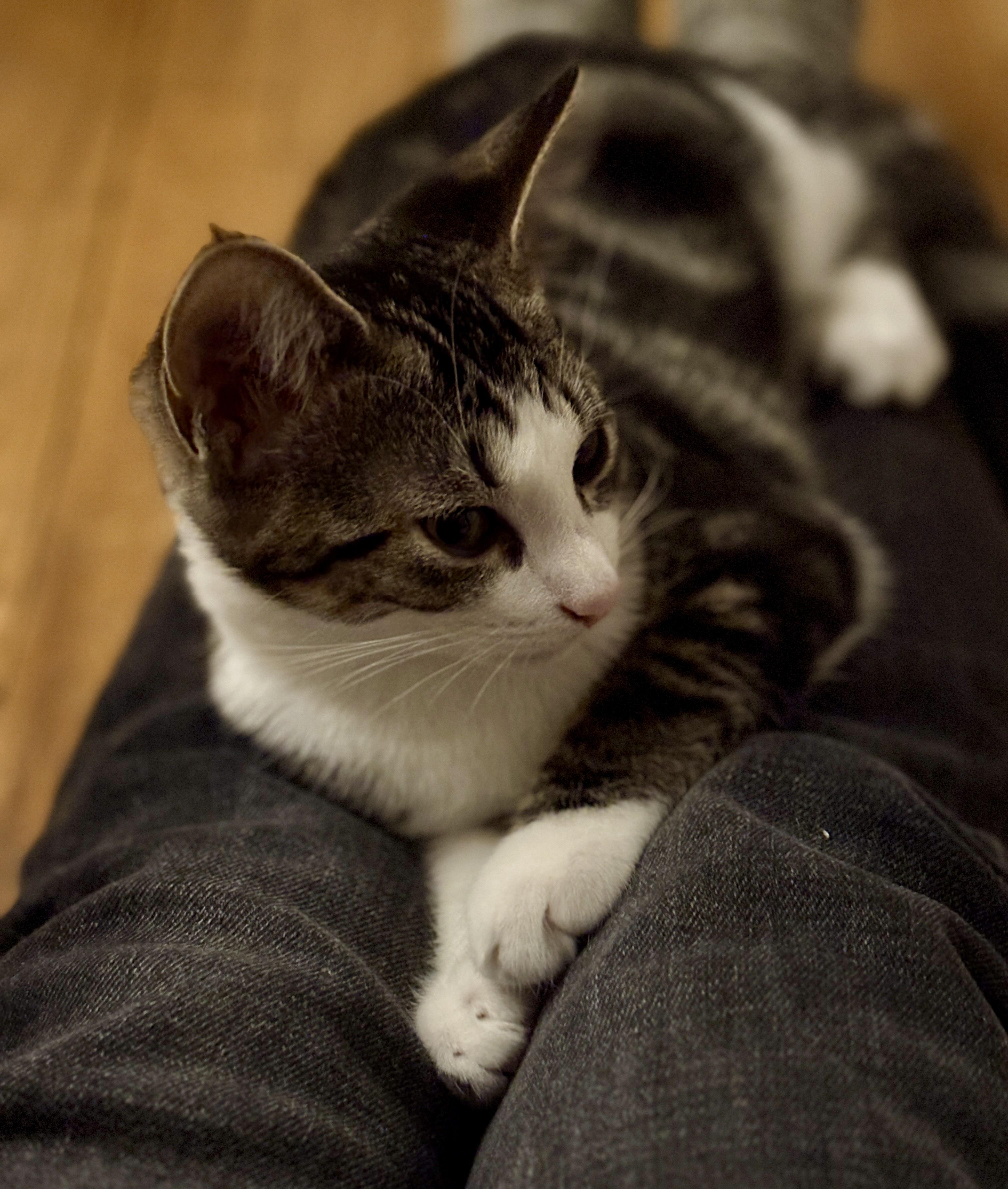 Enlarge Lancelot & Guinevere (bonded pair), a Adoptable Domestic Short Hair in Alexandria, VA image 6/6