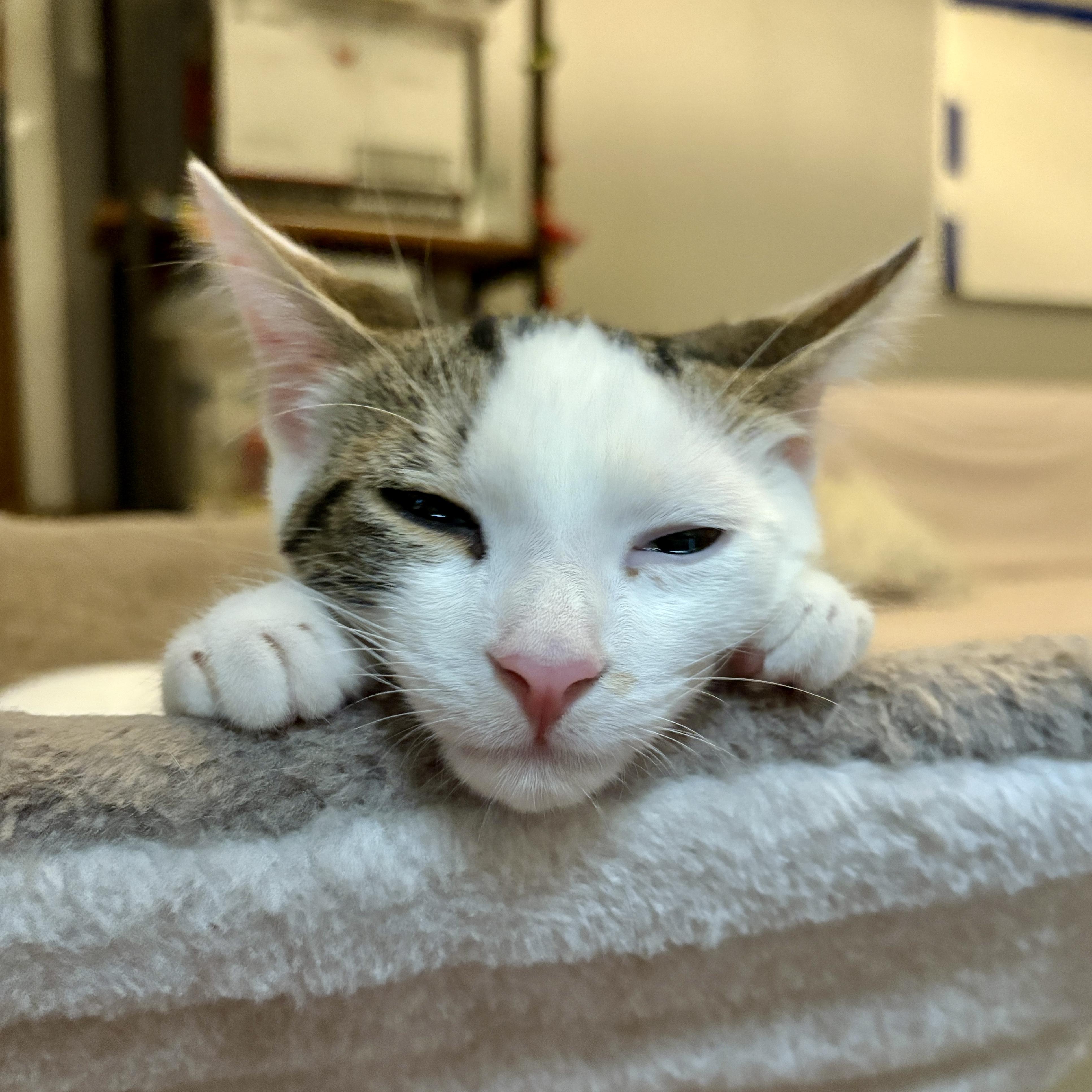 Enlarge Lancelot & Guinevere (bonded pair), a Adoptable Domestic Short Hair in Alexandria, VA image 5/6