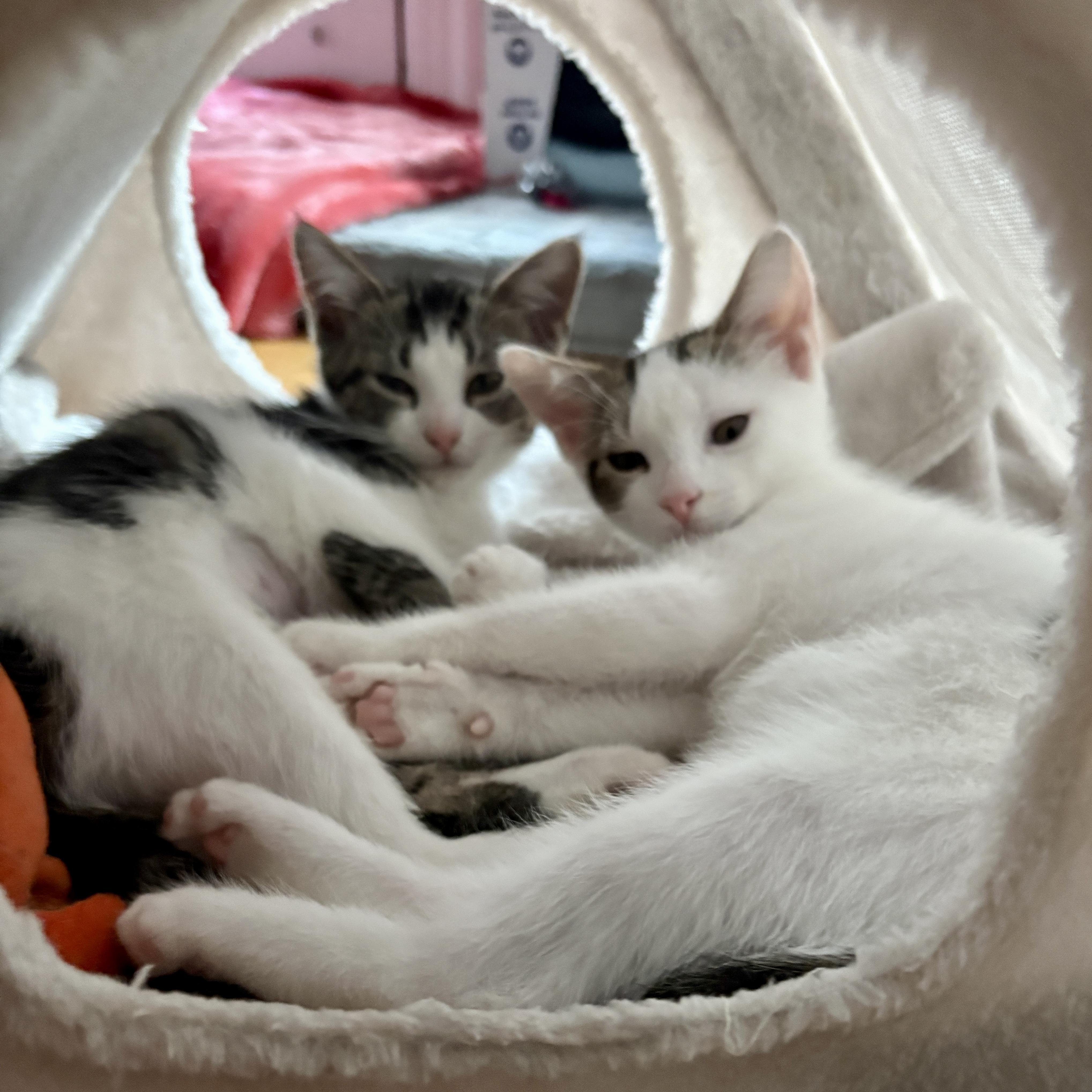 Enlarge Lancelot & Guinevere (bonded pair), a Adoptable Domestic Short Hair in Alexandria, VA image 2/6