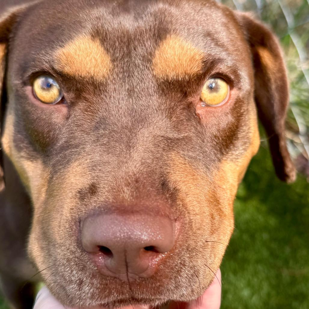 Milk Dud, Adoptable, Adult Female Pit Bull Terrier & Mixed Breed.