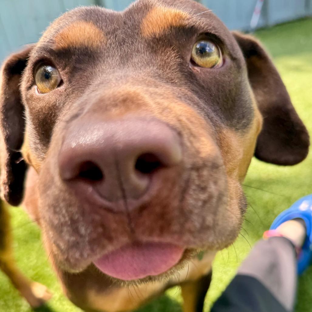 Enlarge Milk Dud, a Adoptable mixed breed in Troy, VA image 2/5