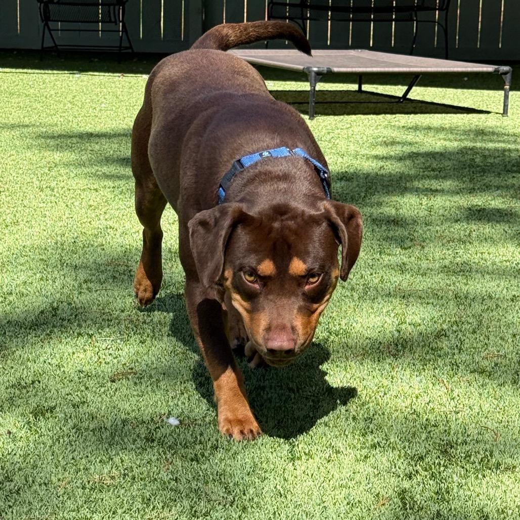 Enlarge Milk Dud, a Adoptable mixed breed in Troy, VA image 3/5