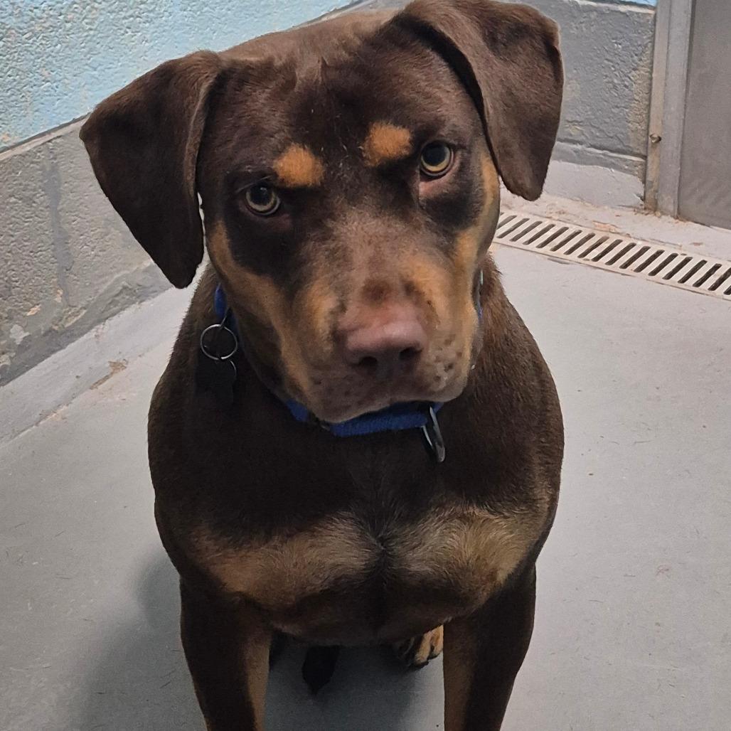 Enlarge Milk Dud, a Adoptable mixed breed in Troy, VA image 4/5