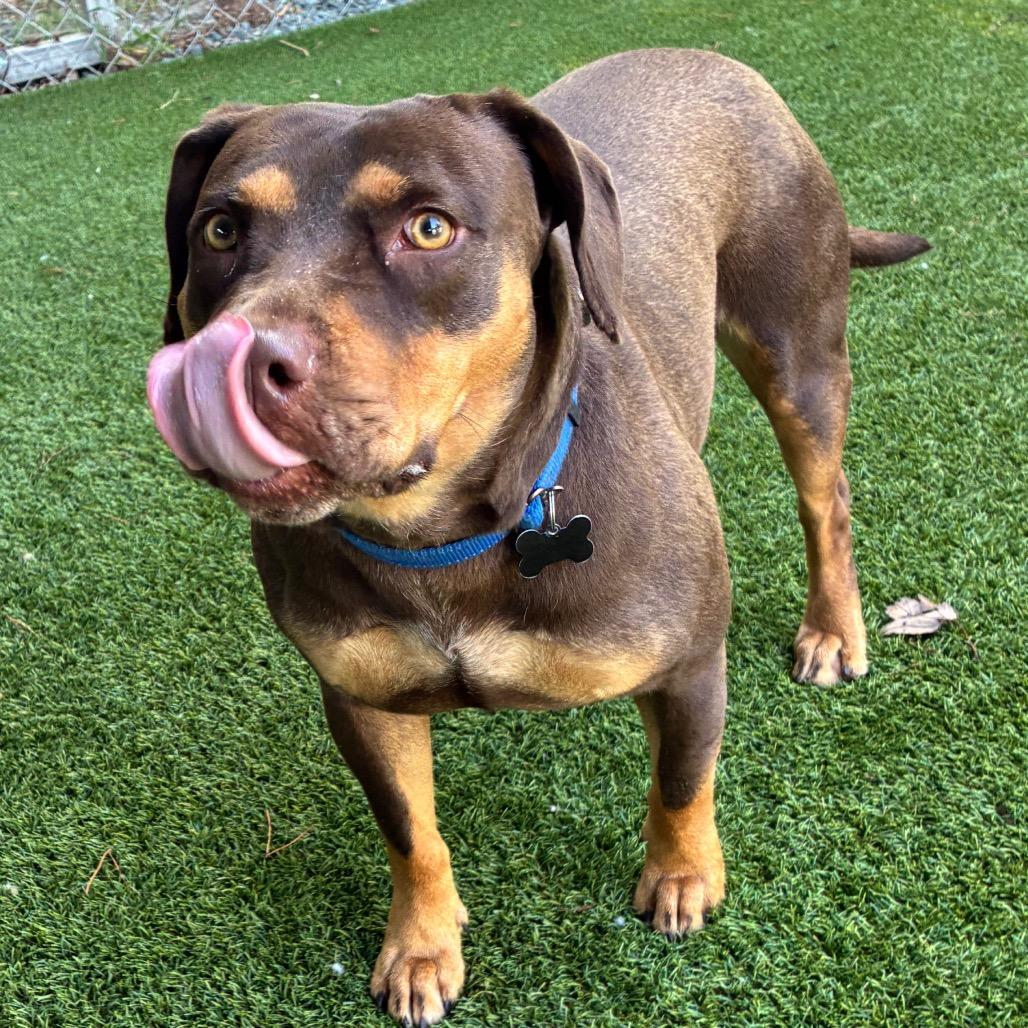Enlarge Milk Dud, a Adoptable mixed breed in Troy, VA image 5/5