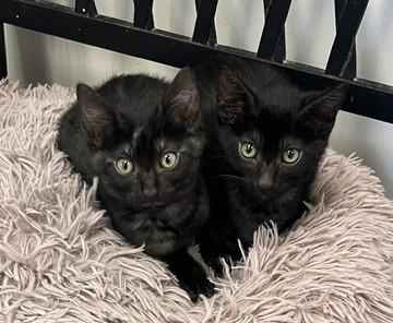 Tanya's Goldy, Adoptable, Kitten Female Domestic Short Hair.
