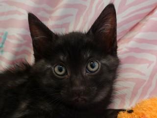 Tanya's Goldy, ADOPTABLE, Kitten Female Domestic Short Hair.