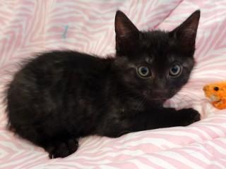 Enlarge Tanya's Goldy, a ADOPTABLE mixed breed in Anaconda, MT image 2/2