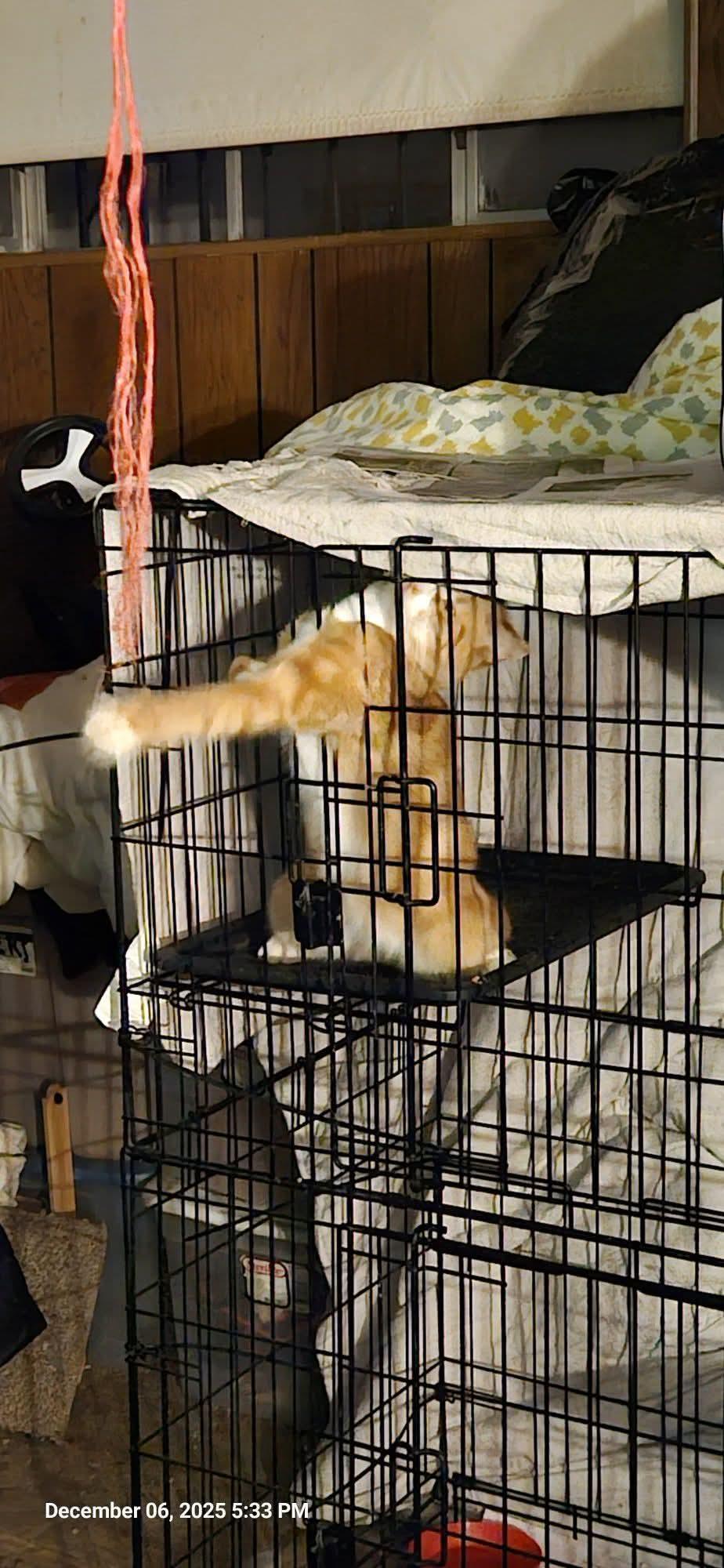 Enlarge Blaze the Great, a ADOPTABLE mixed breed in Hoboken, NJ image 3/3