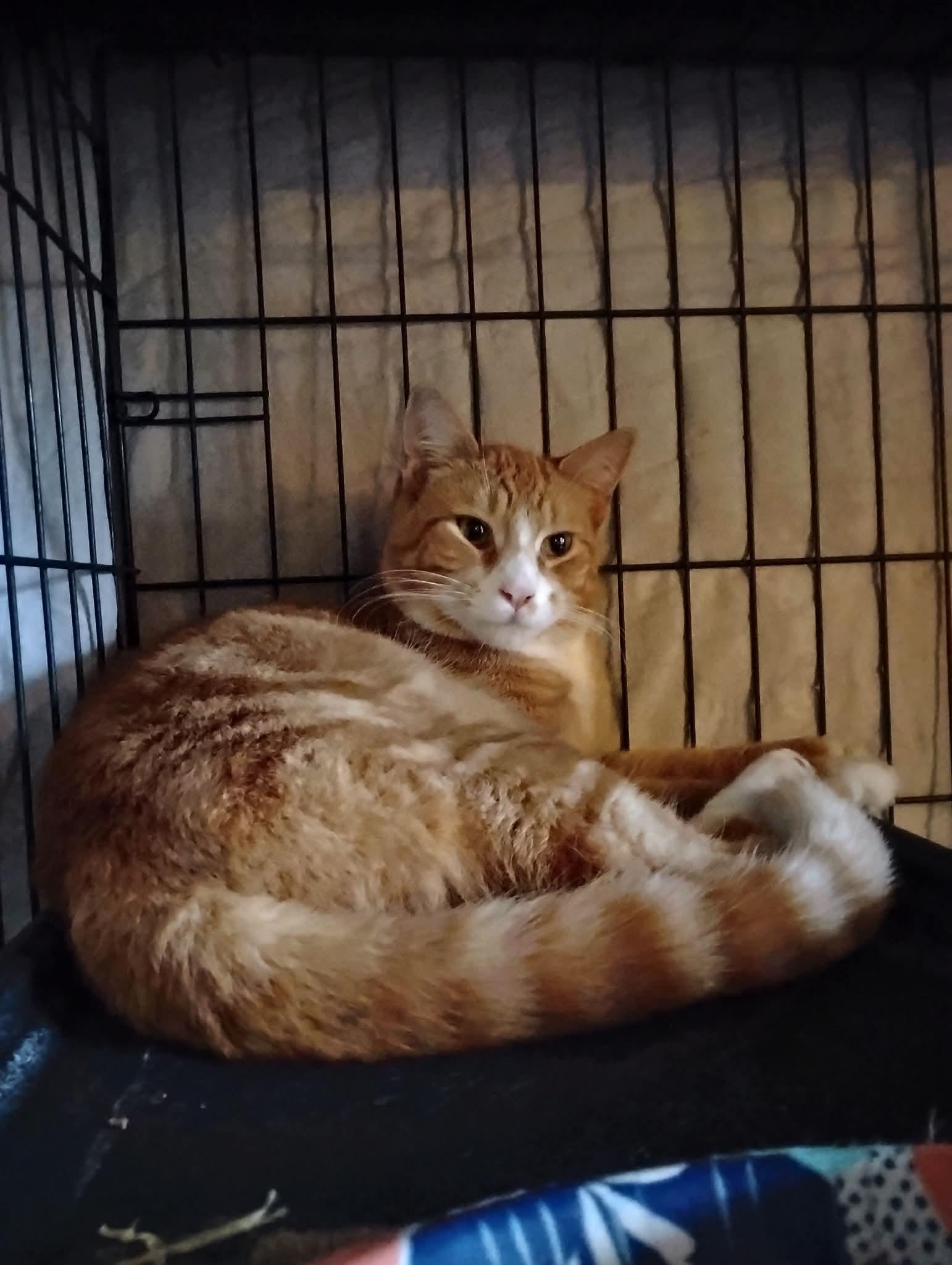 Enlarge Blaze the Great, a ADOPTABLE mixed breed in Hoboken, NJ image 2/3