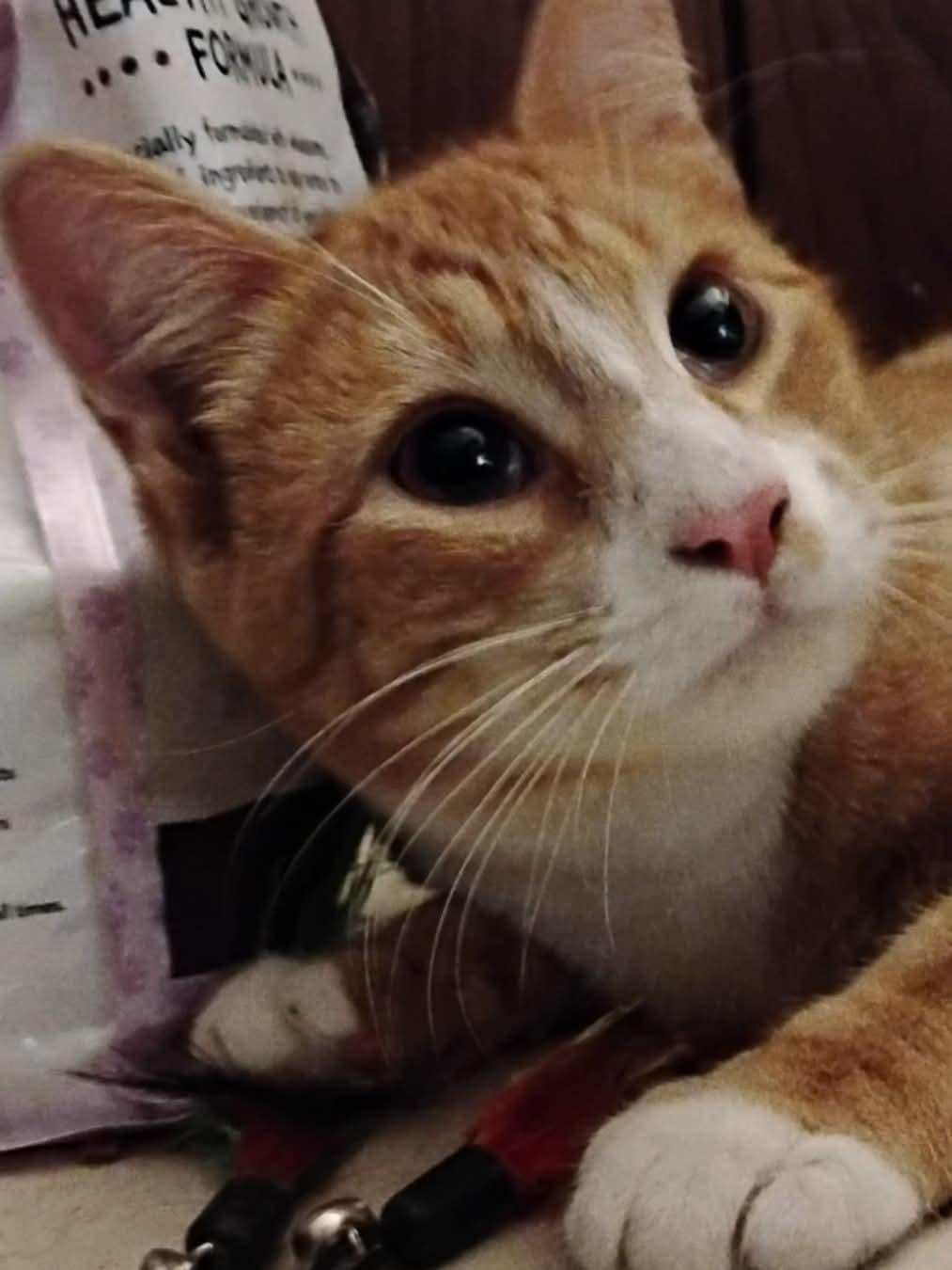 Blaze the Great, ADOPTABLE, Young Male Tabby & American Shorthair.